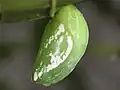 Pupa