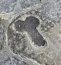 Relief of a Phallus on a lava paving stone showing directions to a brothel on the Via dell' Abbondanza. Pompeii.