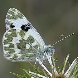 Close-up side view
