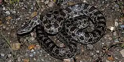 Prairie kingsnake (Lampropeltis calligaster), Colorado County, Texas