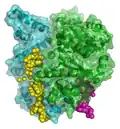 Molecular modeling of a bacterial DNA primase template.