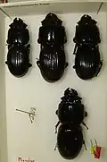 Specimen collection