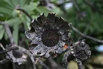 Old flower discs