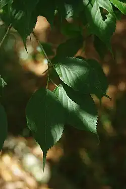 Prunus transarisanensis