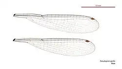 Male wings