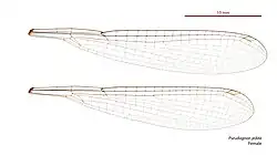 Female wings