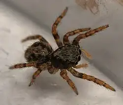 2 mm long juvenile female