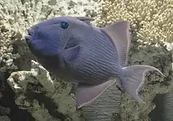 In captivity