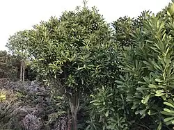 Several large trees