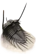 Psychopyge elegans