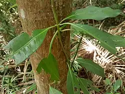 Habit