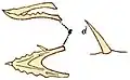 Holotype jaw and tooth of D. bucklandii; from Geikie (1902[9])