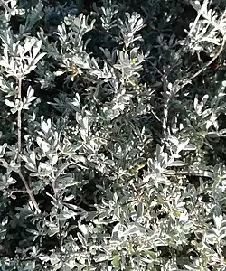 Pteronia incana ("Asbos")