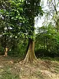 Buttress roots of Ptreygota alata