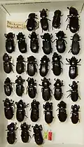 Specimen collection