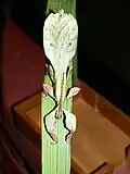 A male