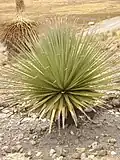 Plant