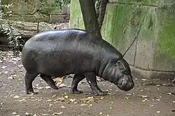 A photograph of a pygmy hippopotamus.