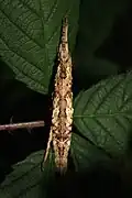subadult female