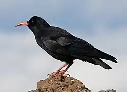 Adult of subspecies P. p. barbarus on La Palma, Canary Islands