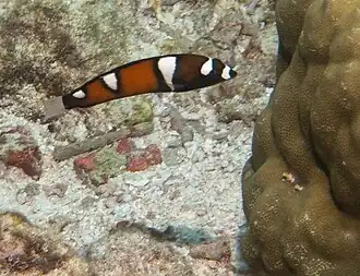 Juvenile