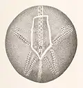 Dorsal surface of test