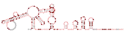 dCoV-3UTR Secondary structure taken from the Rfam database. Family RF03123