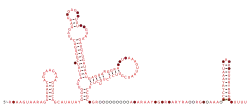 BTnc005 Secondary structure taken from the Rfam database. Family RF04178
