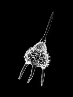 Podocyrtis princeps