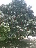 Lichi Orchards Rampurwa Mehsi