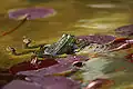 Attempted copulation between two males