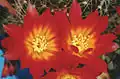 Rebutia padcayensis (syn. R. margarethae)