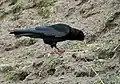 Immature P. p. himalayanus at 3,800 metres (12,500 feet) at Tilla Lotani, India