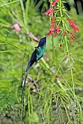 Adult male feeding
