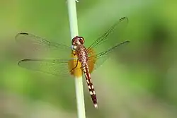 E. fervida, female red-mantled dragonlet, Grand Cayman