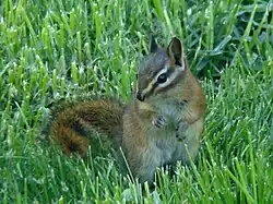 Tamias ruficaudus