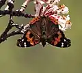 In Kullu district, Himachal Pradesh, India (around 11,500 feet (3,500 m))