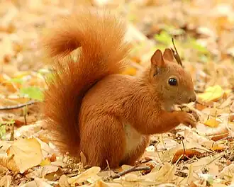 Red squirrel