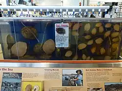 Red abalone aquaculture.