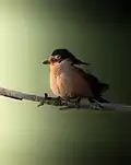 Red backed shrike