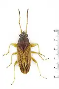 Remaudiereana puberula