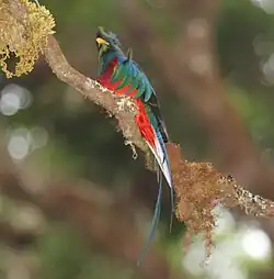 Male in Costa Rica from below