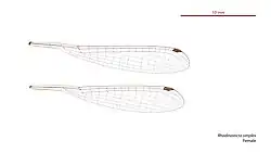 Female wings