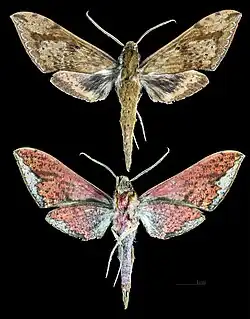 Rhagastis lunata