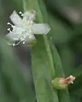 Rhipsalis pentaptera