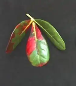 Rhoicissus digitata
