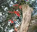 Winter foliage