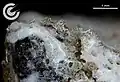 Ribbeck Meteorite (Spectacular fusion crust, Sample F82, lateral view with rim)