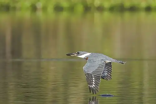 male