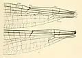 Wing venation details[2]